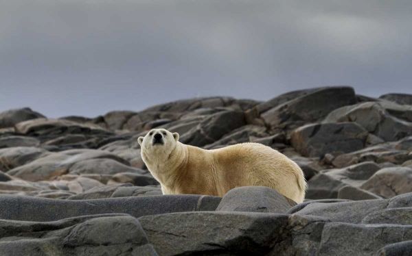 Norway, Svalbard Polar bear on rocky ground
